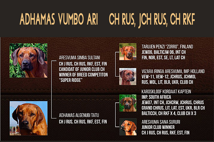 Adhamas Vumba Ari pedigree