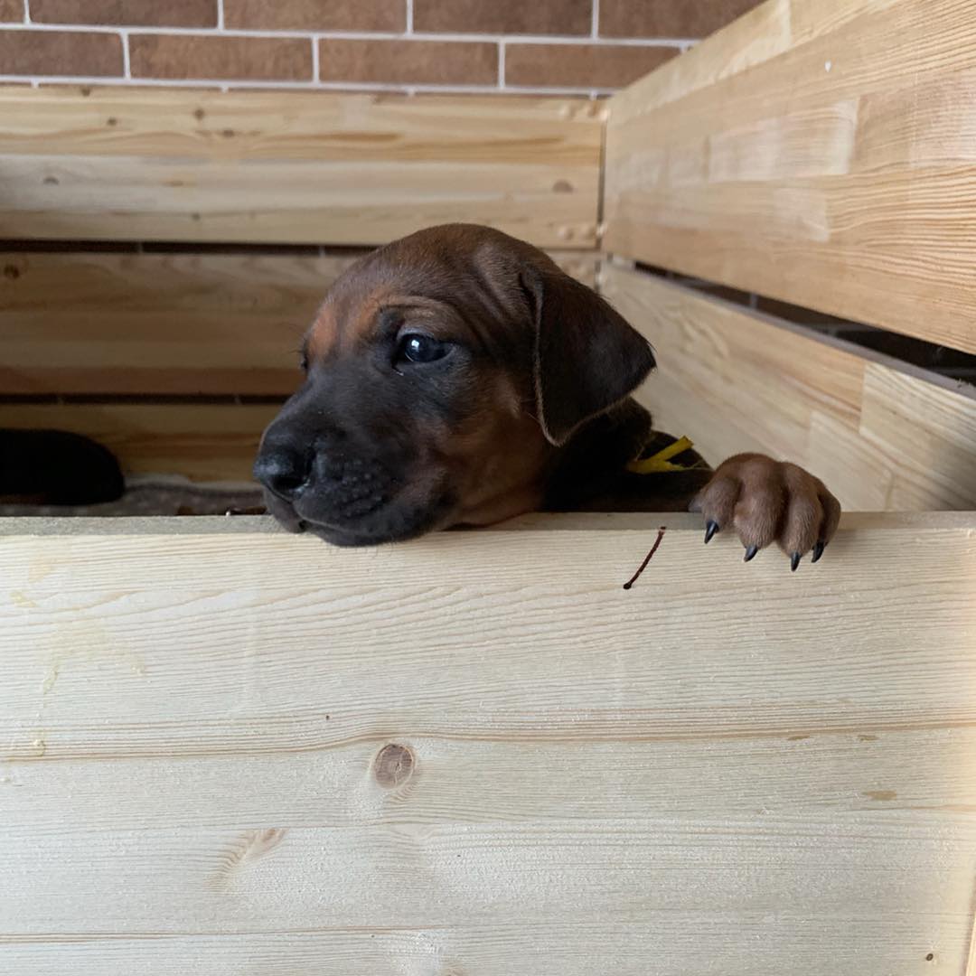 Adhamas Vumbo Ari