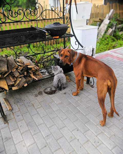 IMG 20190616 105924