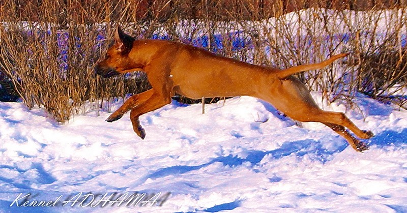Fly