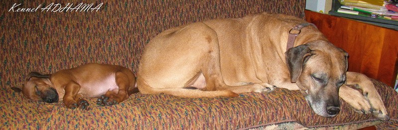 SIMBA VINS