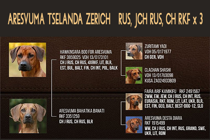 Gerda pedigree