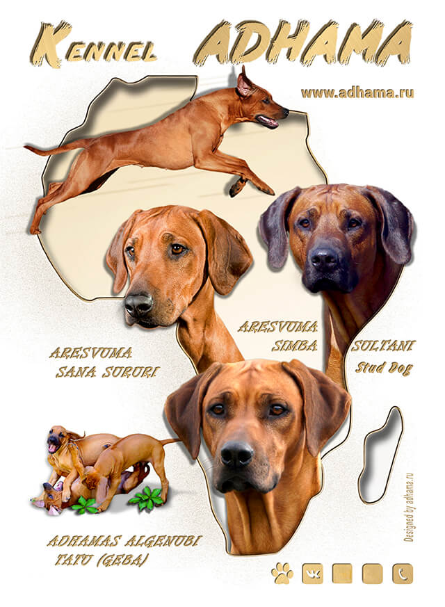 Adhamas