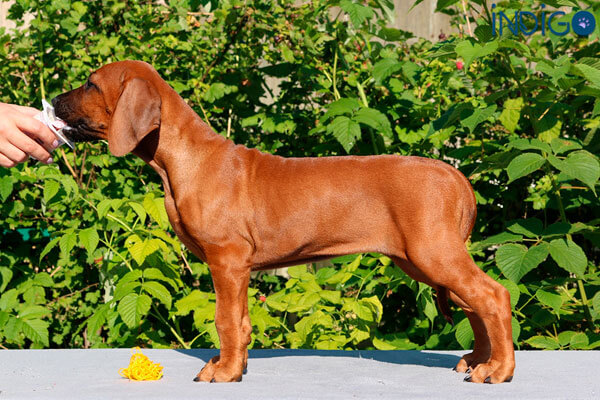 IGA SHAMS St