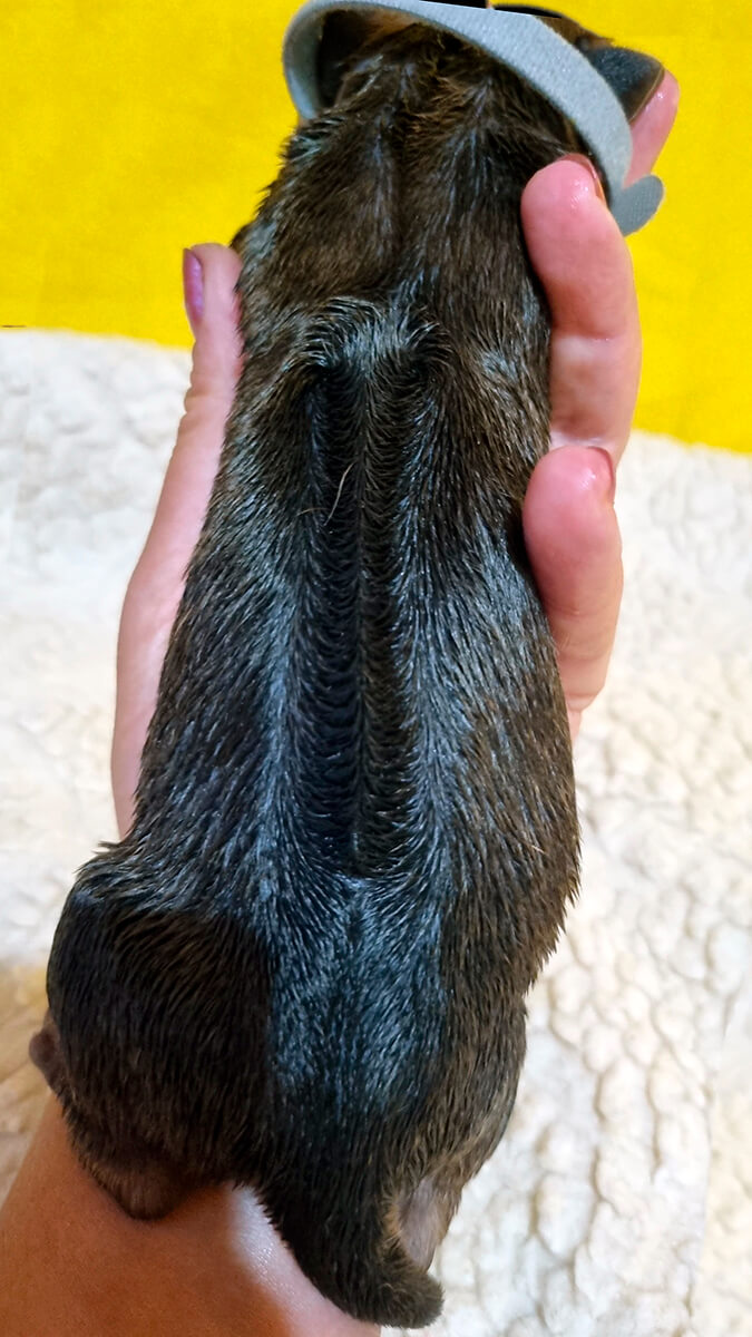 Grey Boy Born Ridge