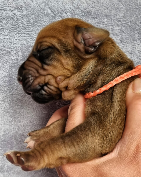Orange Girl