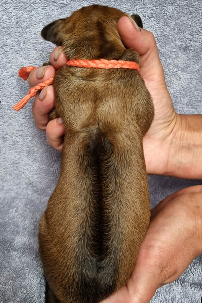 Orange Girl Ridge