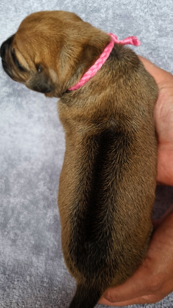 Pink Girl Ridge