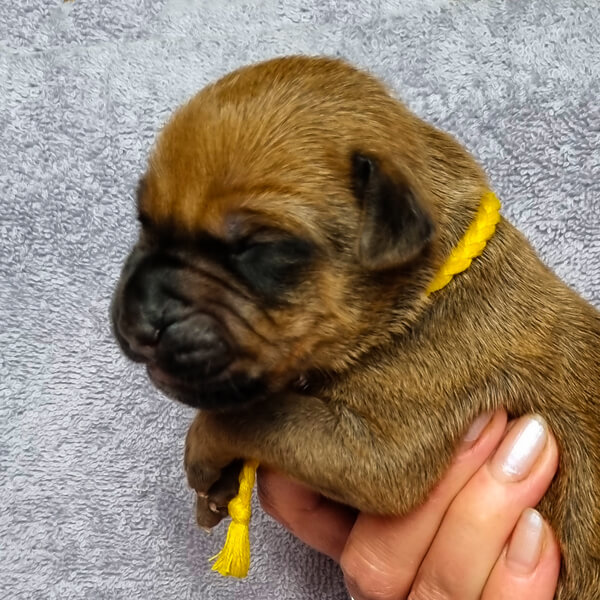 Yellow Girl