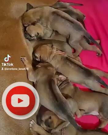 VID