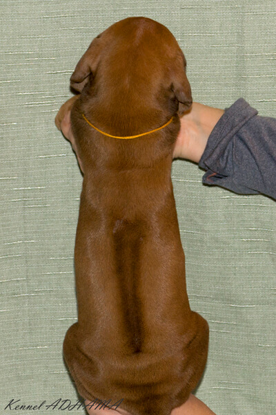  DSC4222