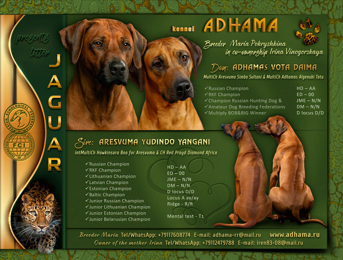 Jaguar