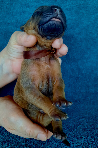 Boy Chocolate2