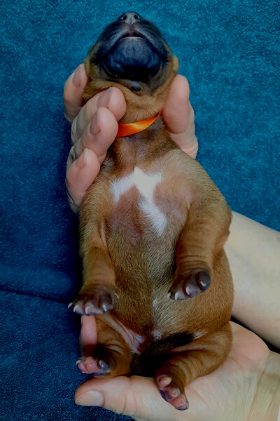 Orange Girl2
