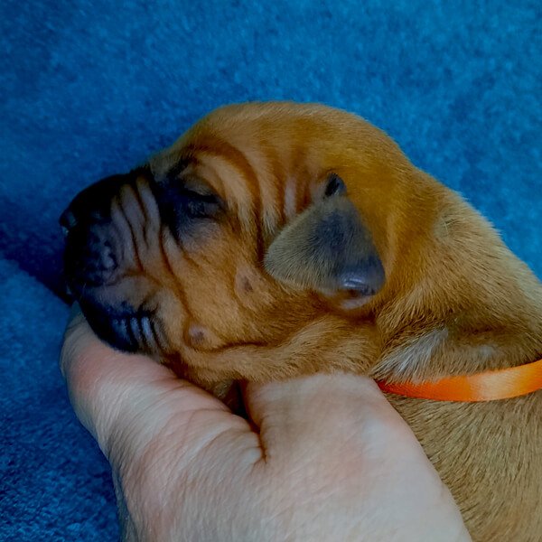 Orange Girl3