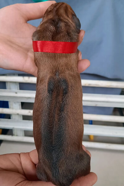 Red Girl Ridge0