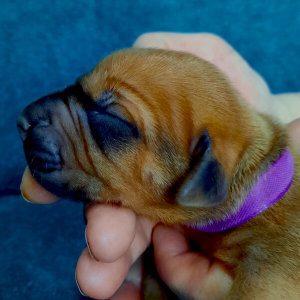 Violet Girl1
