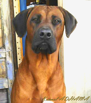 MARTI