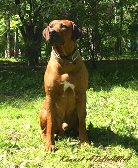 RUDO3