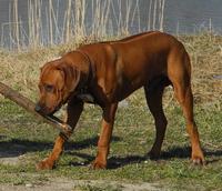 ARNEB
