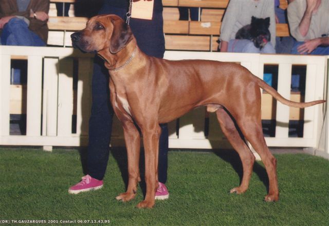 SHANGANI PANSA DAFINA2
