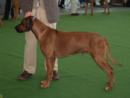 Shangani Pansa Dafina
