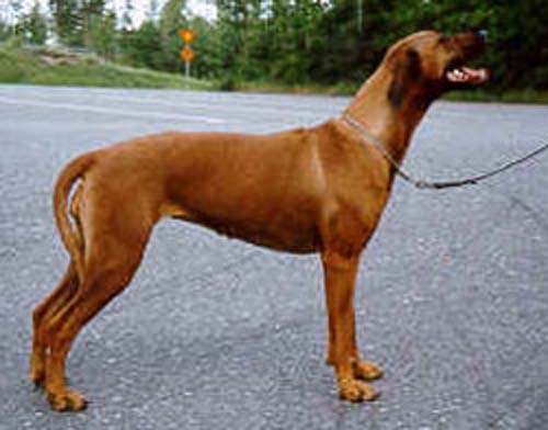 TARUJEN JAMILA