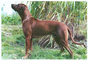 VUMBA1