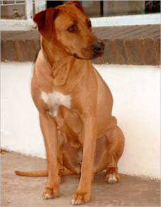 Nounvuo Zuru