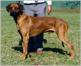 Pronkberg Timba