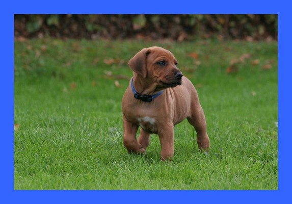 Blue Boy