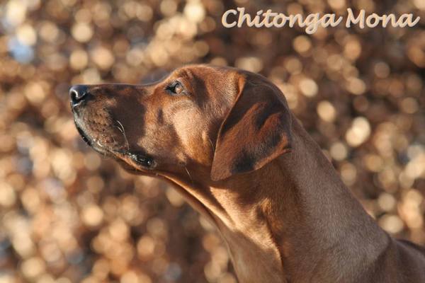 Chitonga Malka Mona