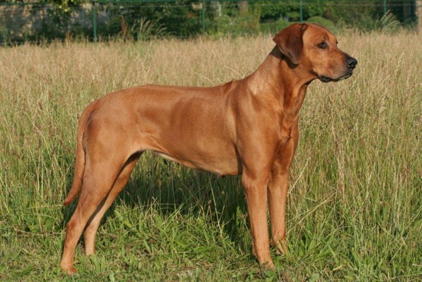 CHITONGA GELBI GHALI
