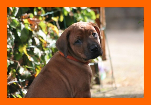 Orange Boy