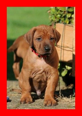 Red Boy