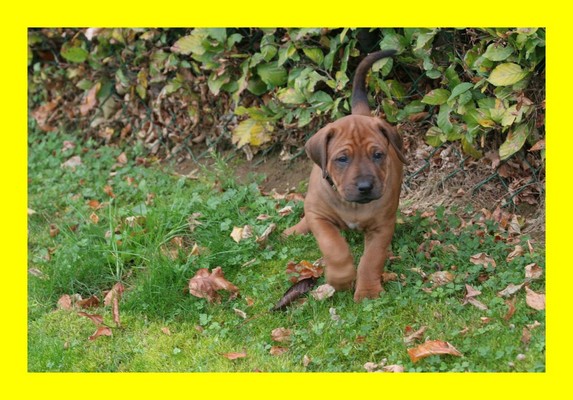 Yellow Boy