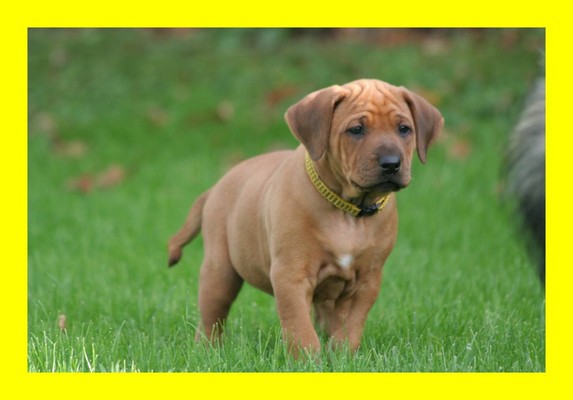 Yellow Girl