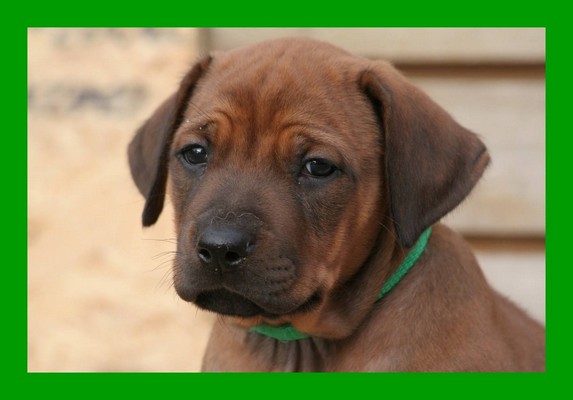 Green Boy