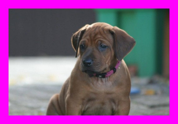Pink Girl
