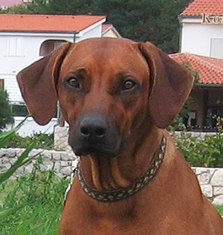 PACHANGA