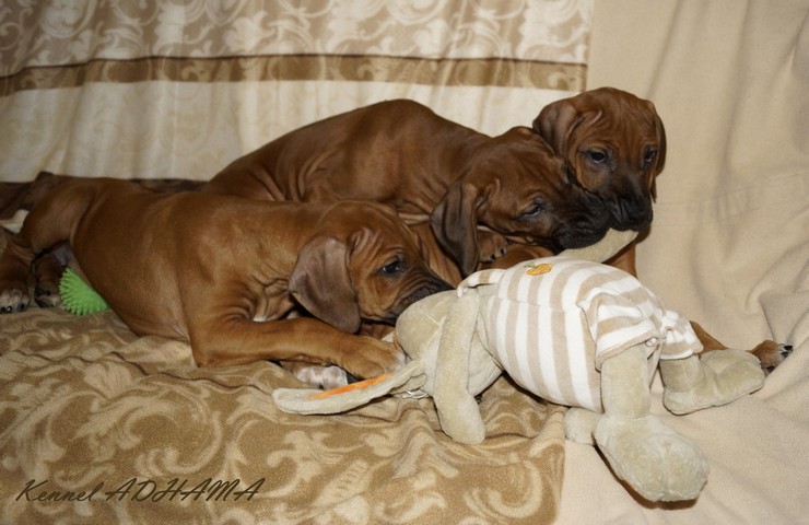 3girls9