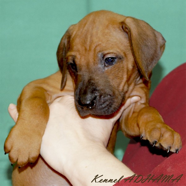 PINK PUPPY GIRLp