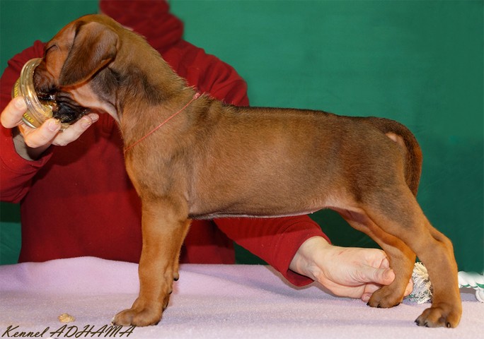 PINK PUPPY GIRLst