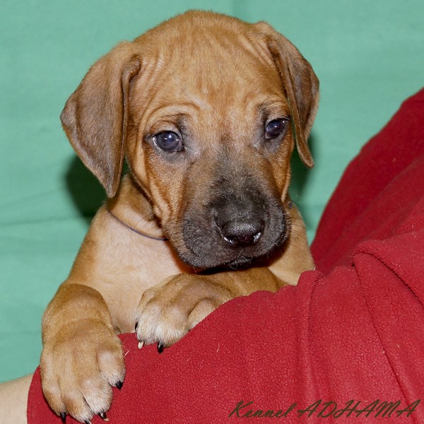 PUPPY DARK BLUE BOYp