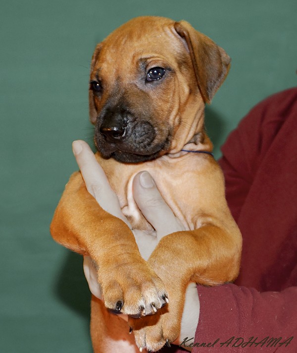 PUPPY DARK BLUE BOYp2