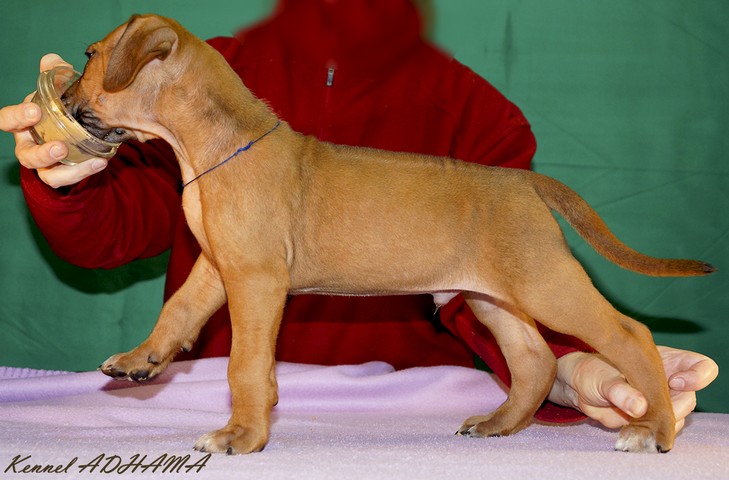 PUPPY DARK BLUE BOYst