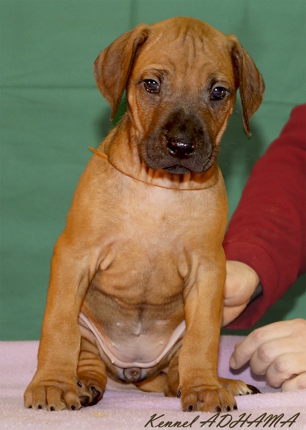 PUPPY GOLDEN GIRL1