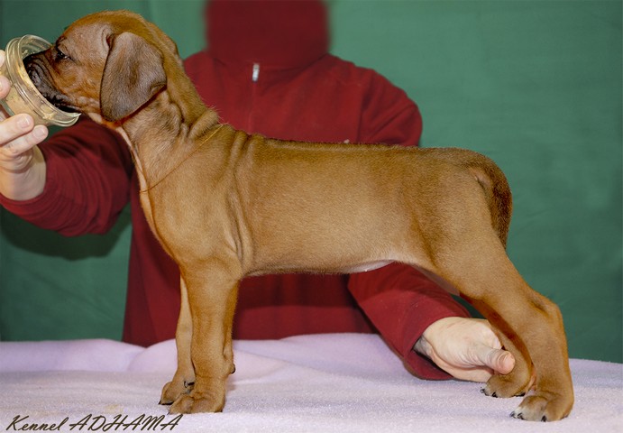 PUPPY GOLDEN GIRLst