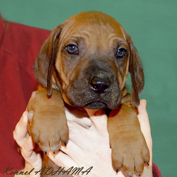 PUPPY GREEN BOYp