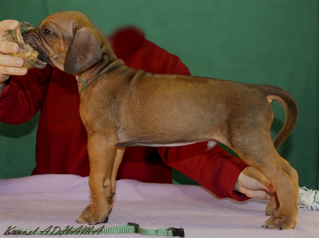 PUPPY GREEN BOYst